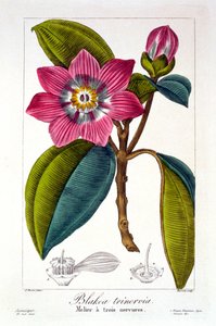 Melier，1836年（手工雕刻） 作者 Pancrace贝萨